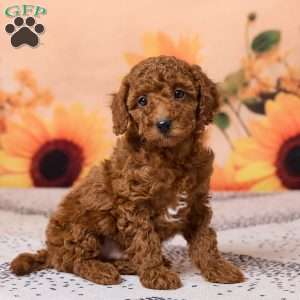 Coby, Miniature Poodle Puppy